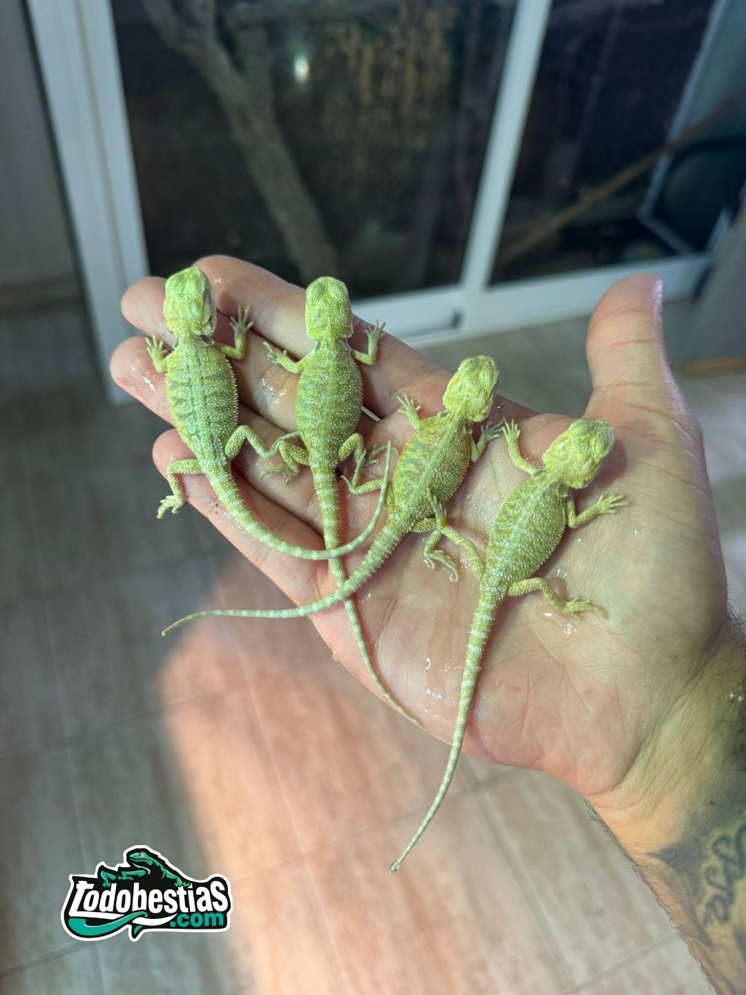 Pogonas Vitticeps Citrus Babys