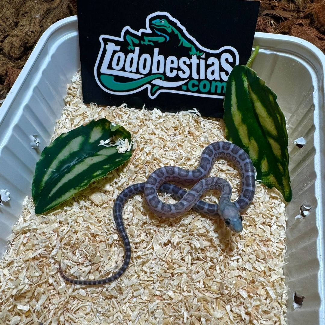 Phanterophis guttatas Scaleless Anery