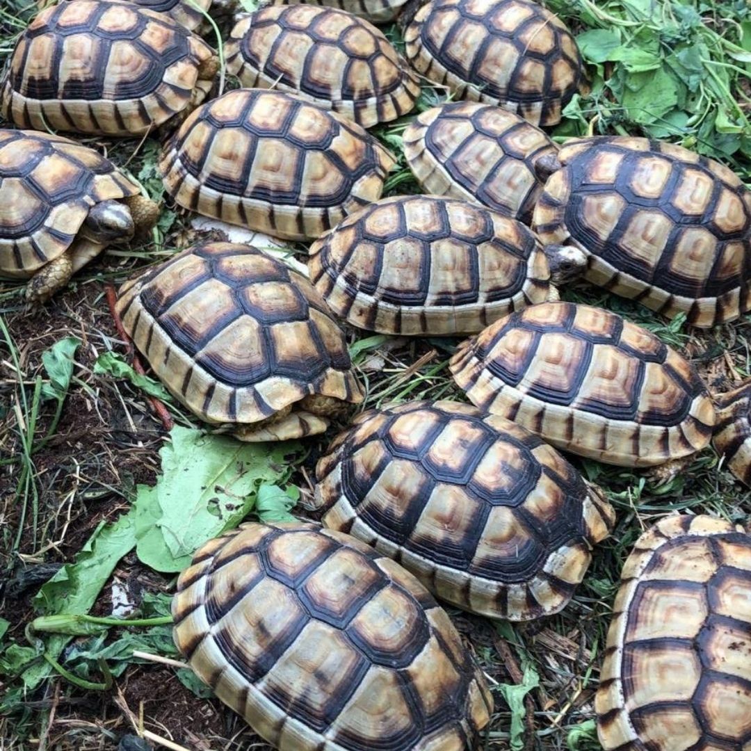 Testudo Marginata 12/14cm