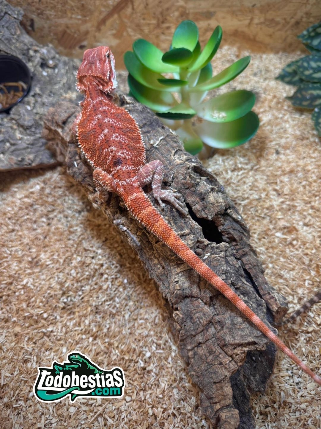 Pogonas Vitticeps Red Juveniles