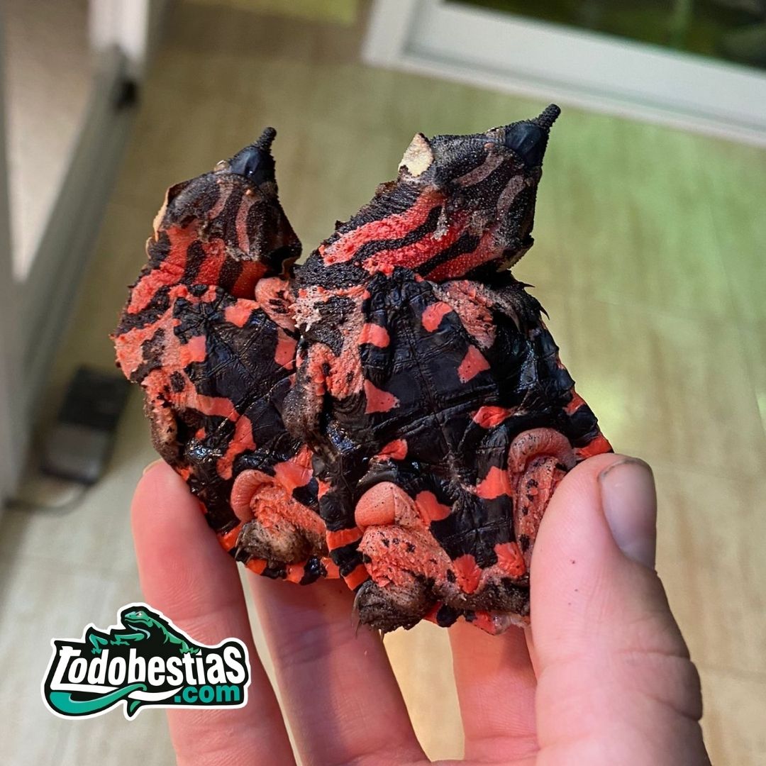 Chelus fimbriatus ( tortuga Matamata)