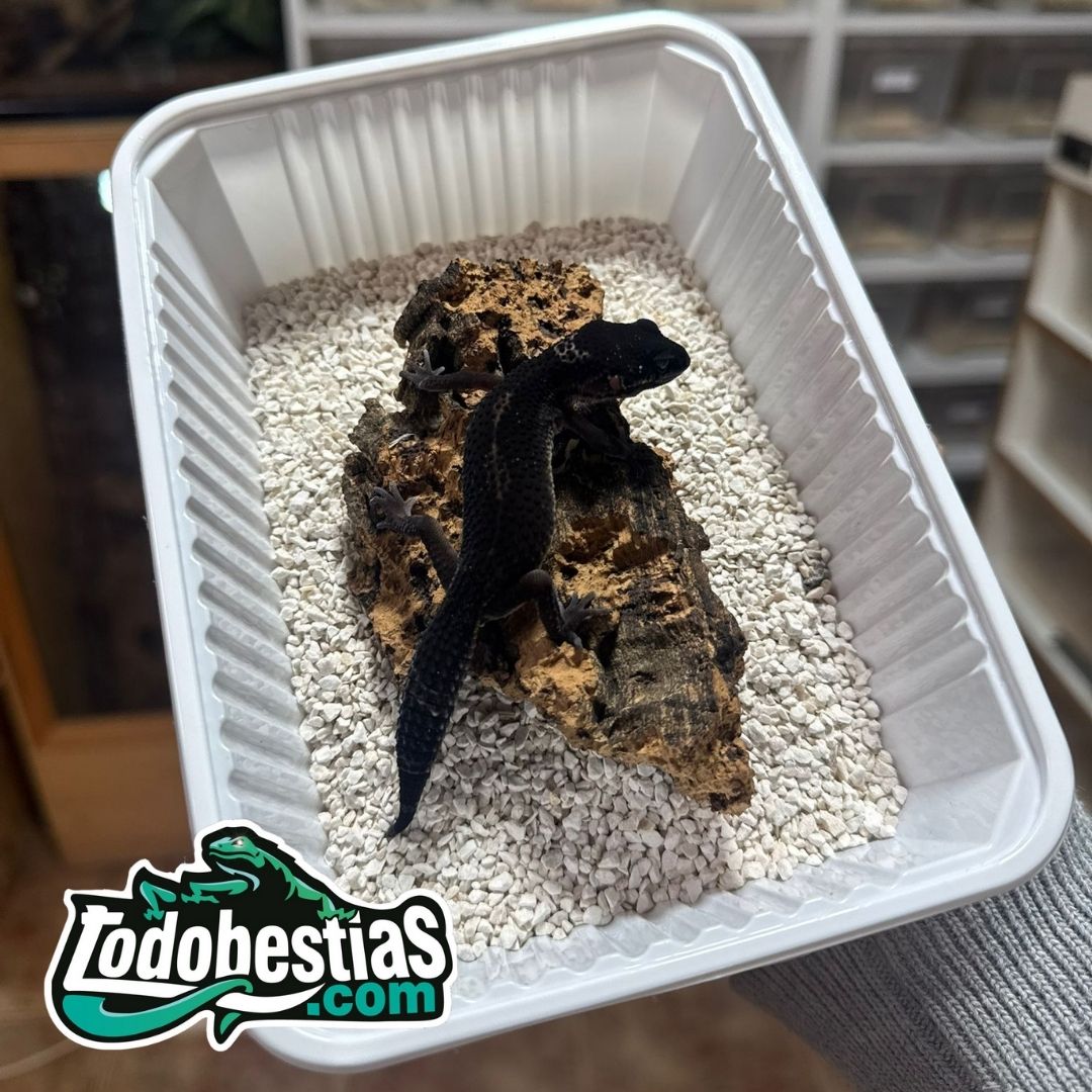 Eublepharis Macularis Black Night juveniles