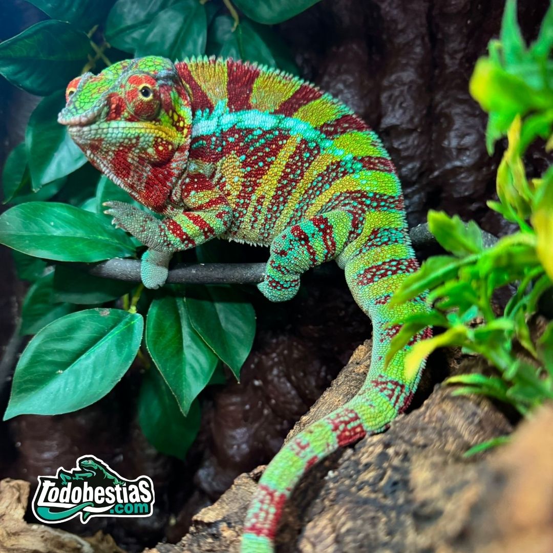 Furcifer Pardalis Ambanja Adulto