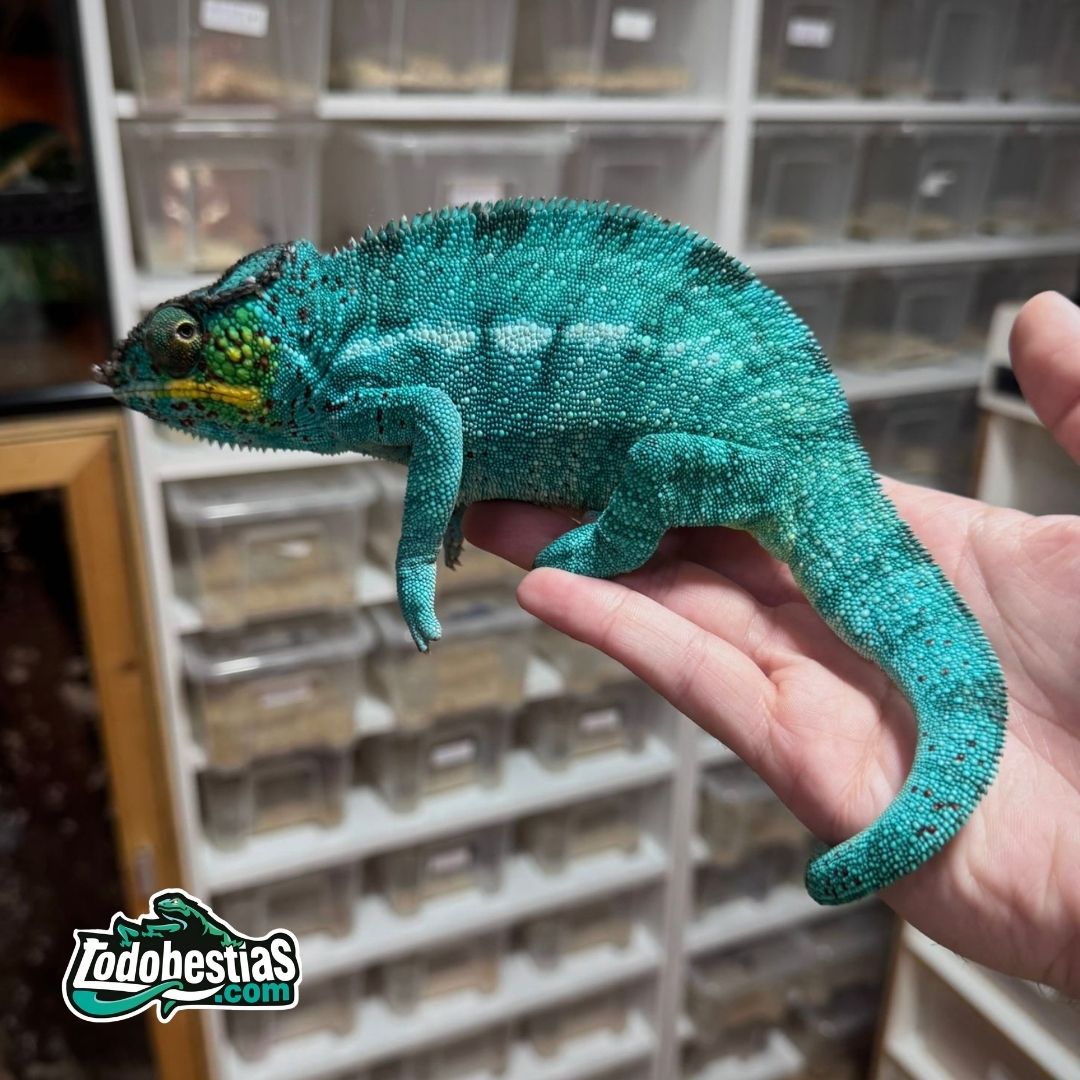 Furcifer Pardalis Nosy Be (Pareja adulta)