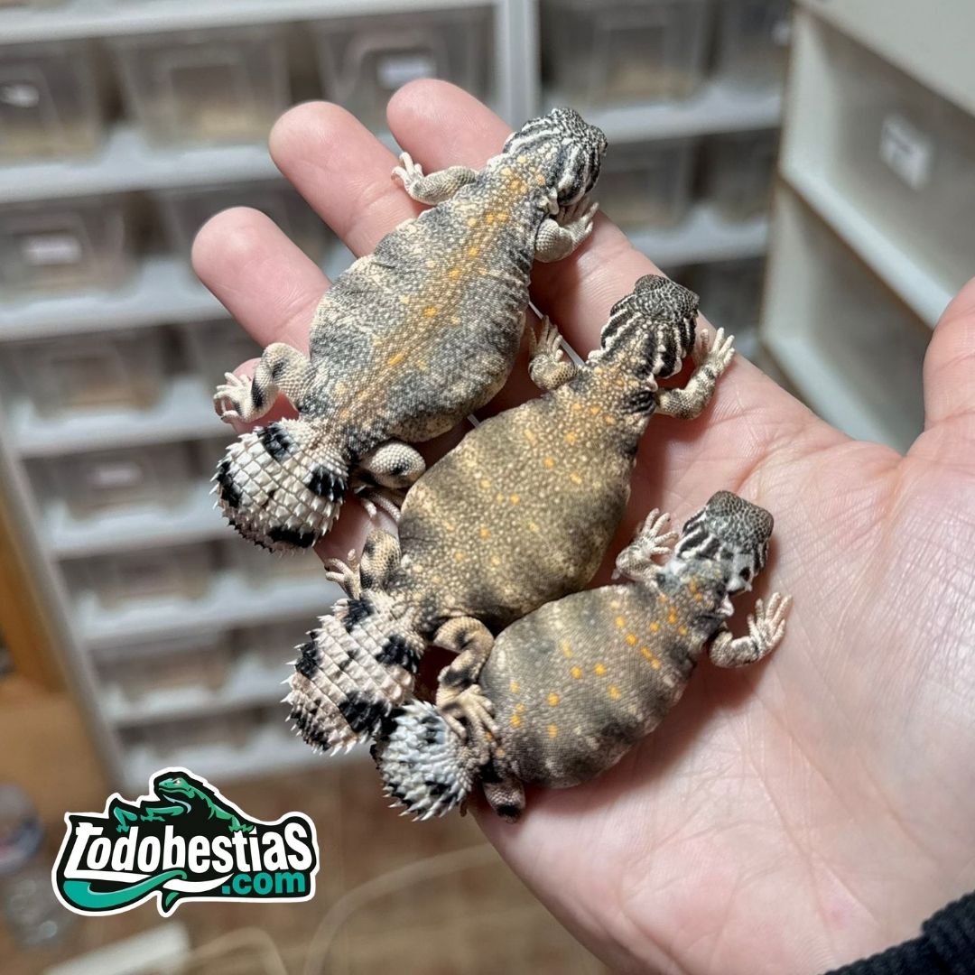 Uromastyx Thomasi (Juveniles)