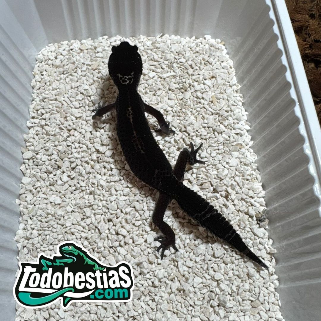Eublepharis Macularis Black Night juveniles - Imagen 2