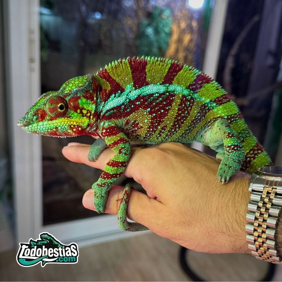 Furcifer Pardalis Ambanja Adulto - Imagen 3