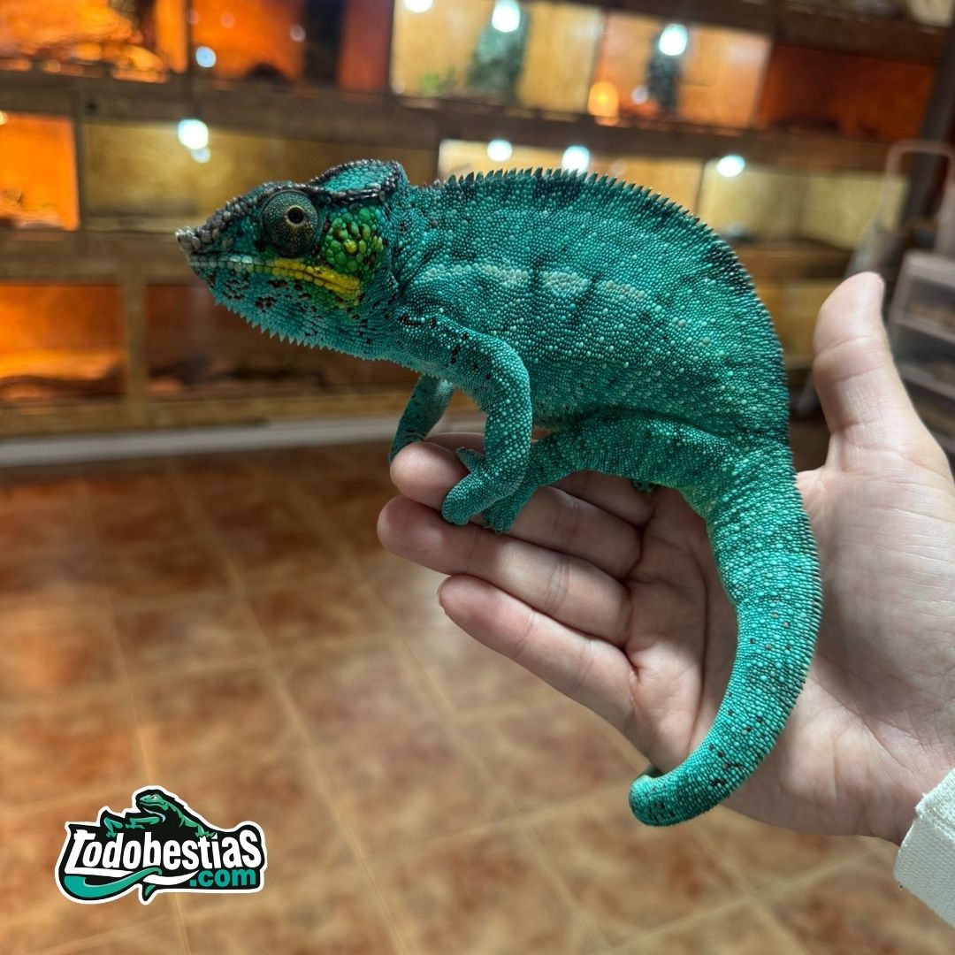 Furcifer Pardalis Nosy Be (Pareja adulta) - Imagen 2