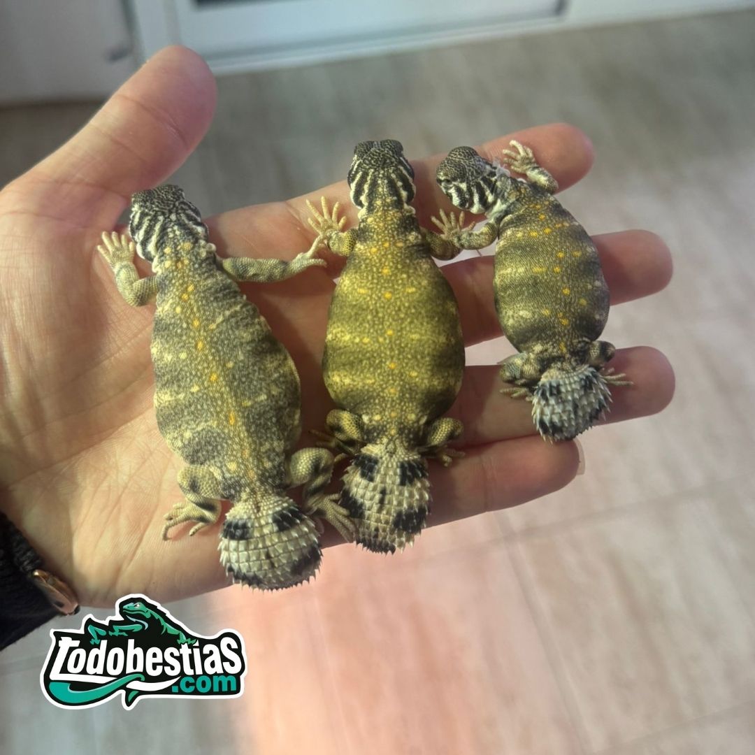 Uromastyx Thomasi (Juveniles) - Imagen 2