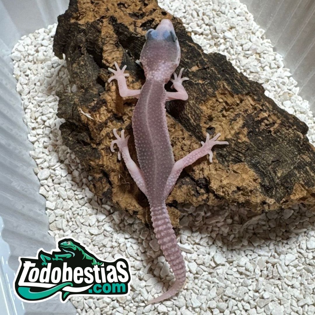 Eublepharis Macularis Total Eclipse Pied