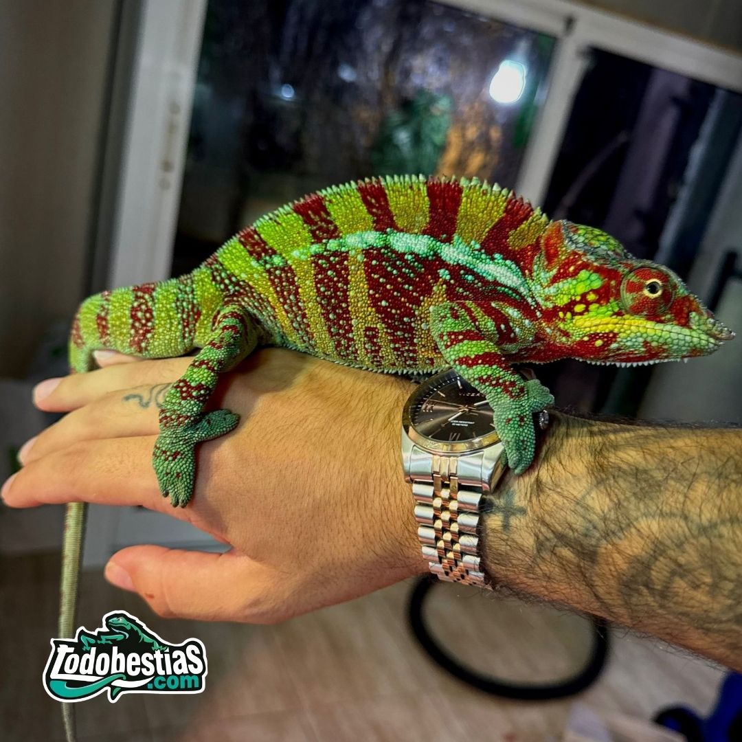 Furcifer Pardalis Ambanja Adulto - Imagen 2