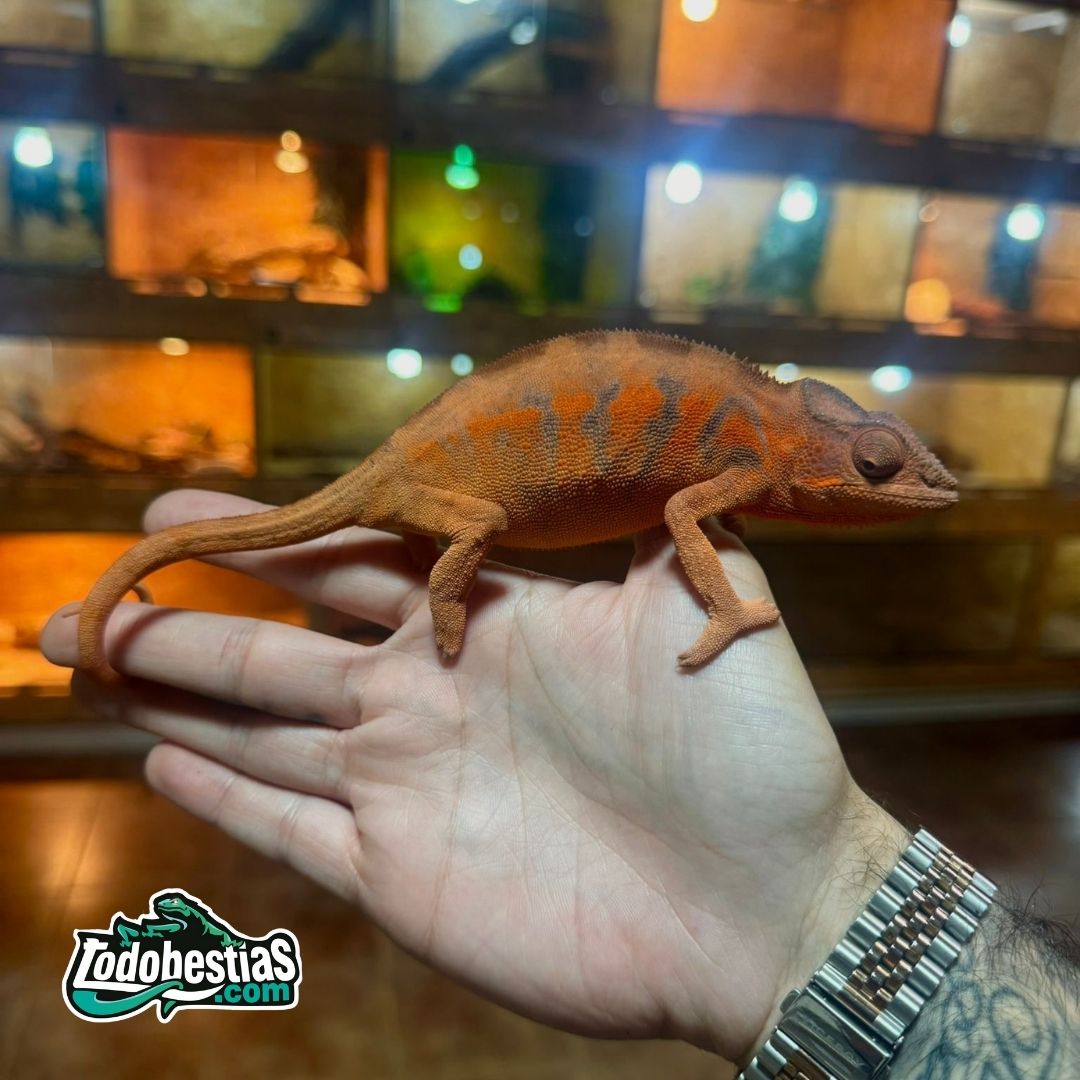 Furcifer Pardalis Nosy Be (Pareja adulta) - Imagen 3