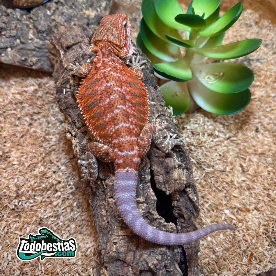 Pogonas Vitticeps Red Juveniles