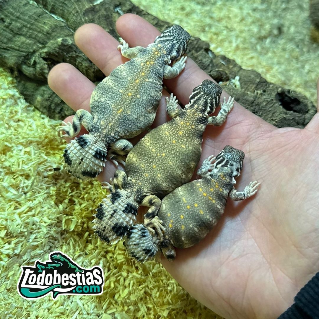 Uromastyx Thomasi (Juveniles) - Imagen 3