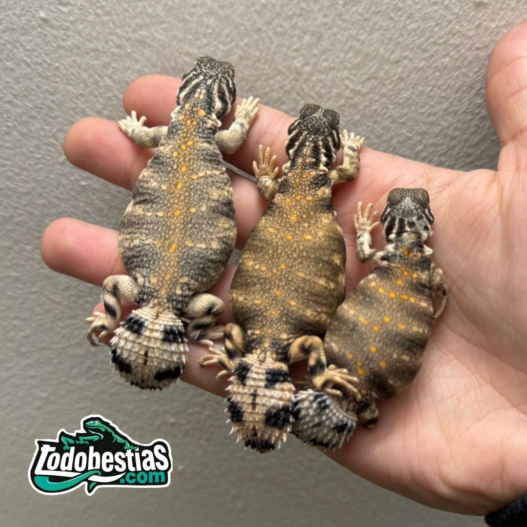 Uromastyx Thomasi (Juveniles) - Imagen 4