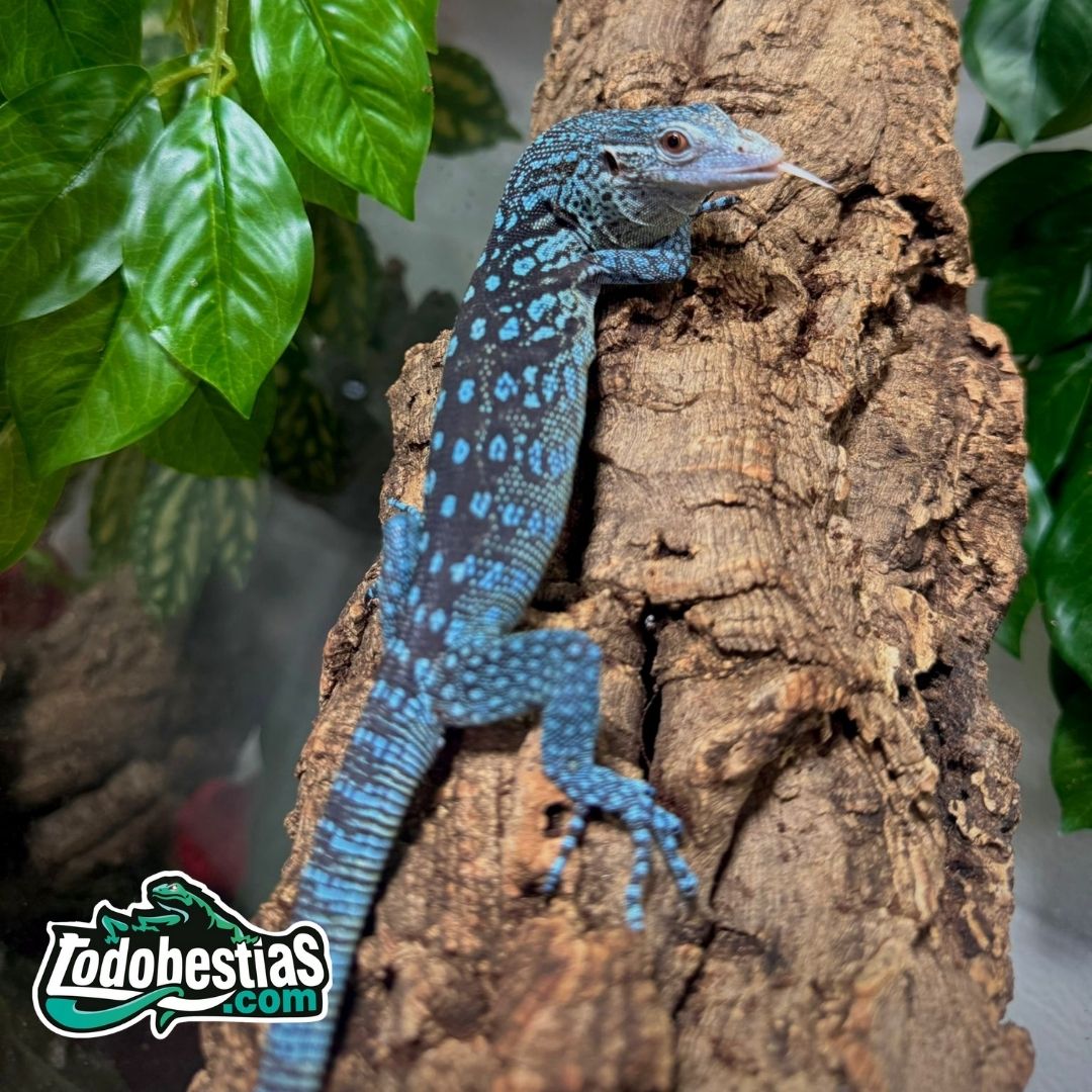 Varanus macraei (Juvenil)