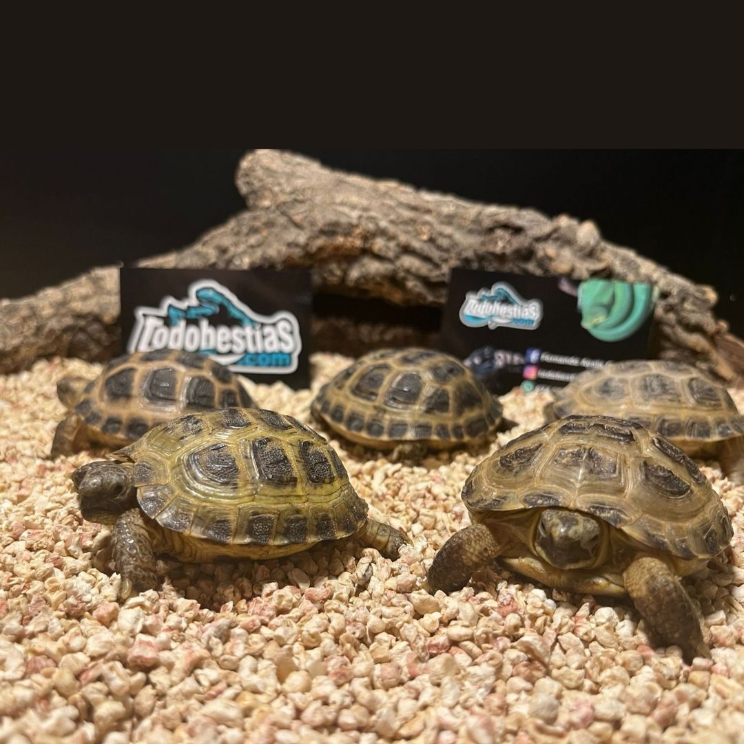 Agryonemis Horsfieldi 6/8cm