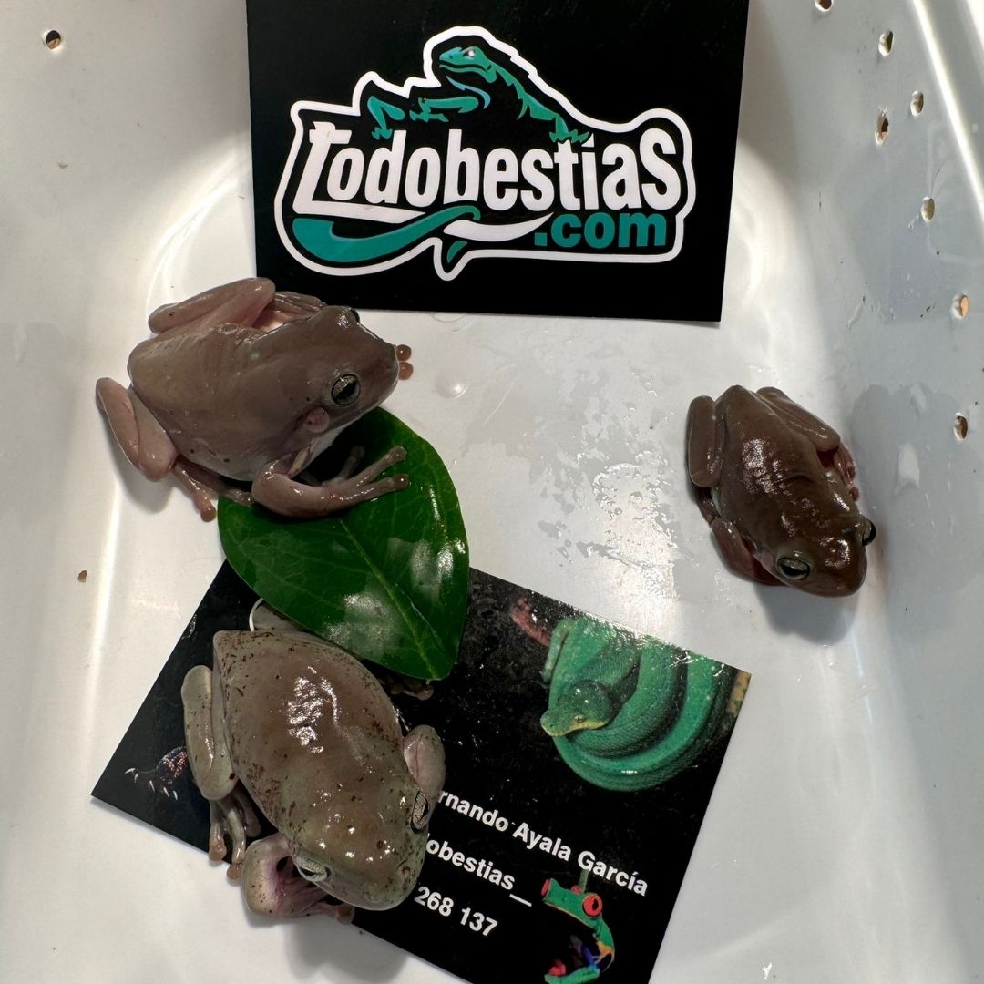 Litoria careulea Green - Imagen 3