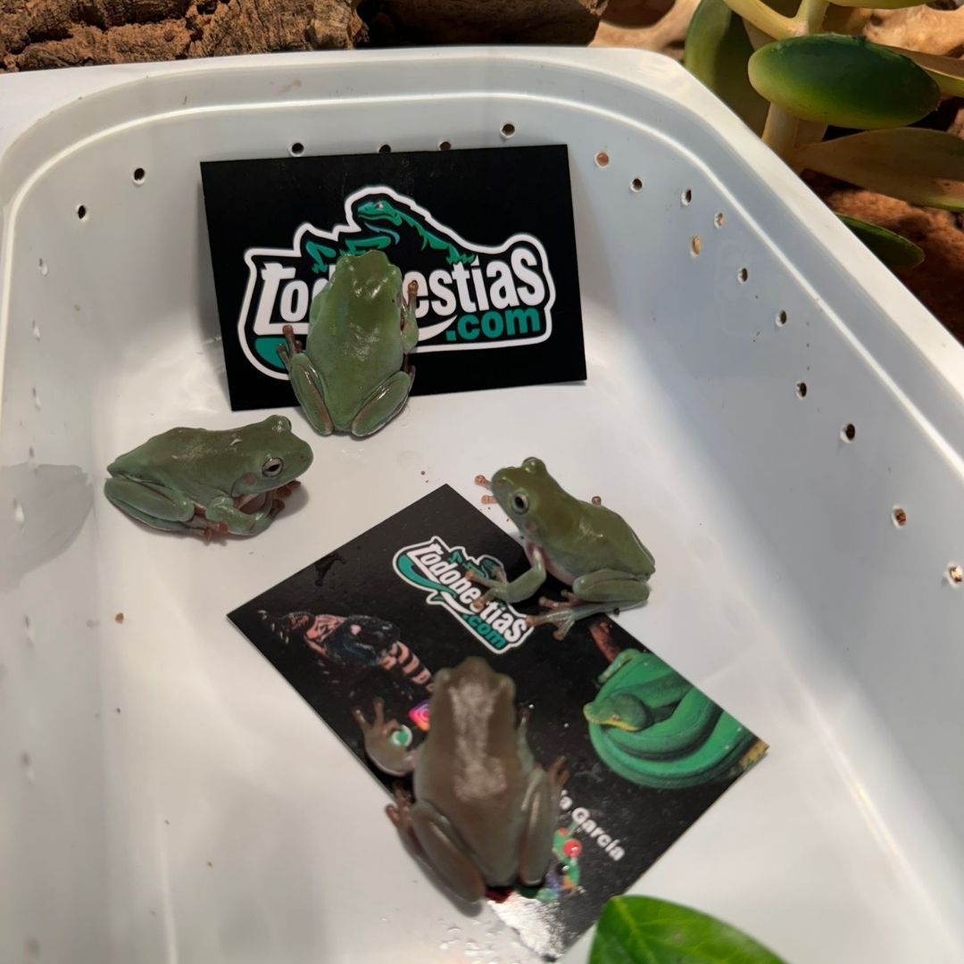 Litoria careulea Green - Imagen 4