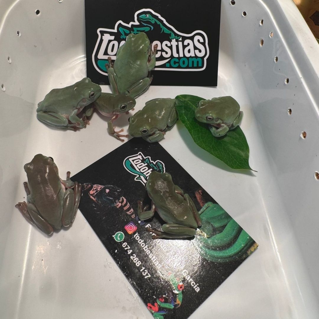 Litoria careulea Green