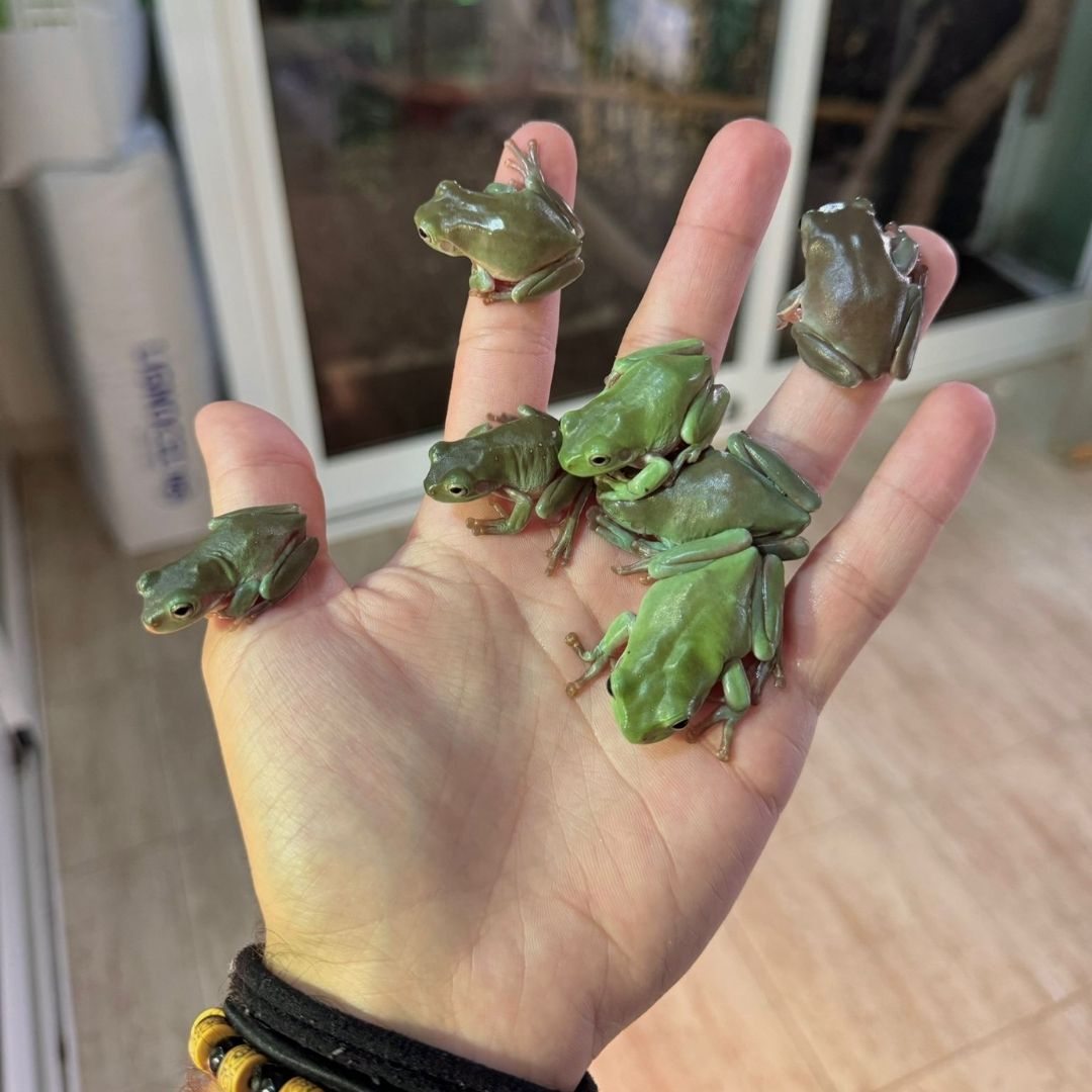 Litoria careulea Green - Imagen 2