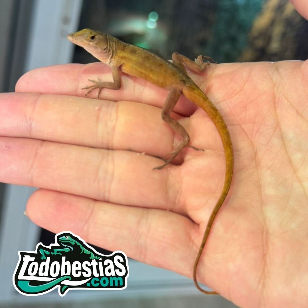 Anolis sagrei (Redxbrown)