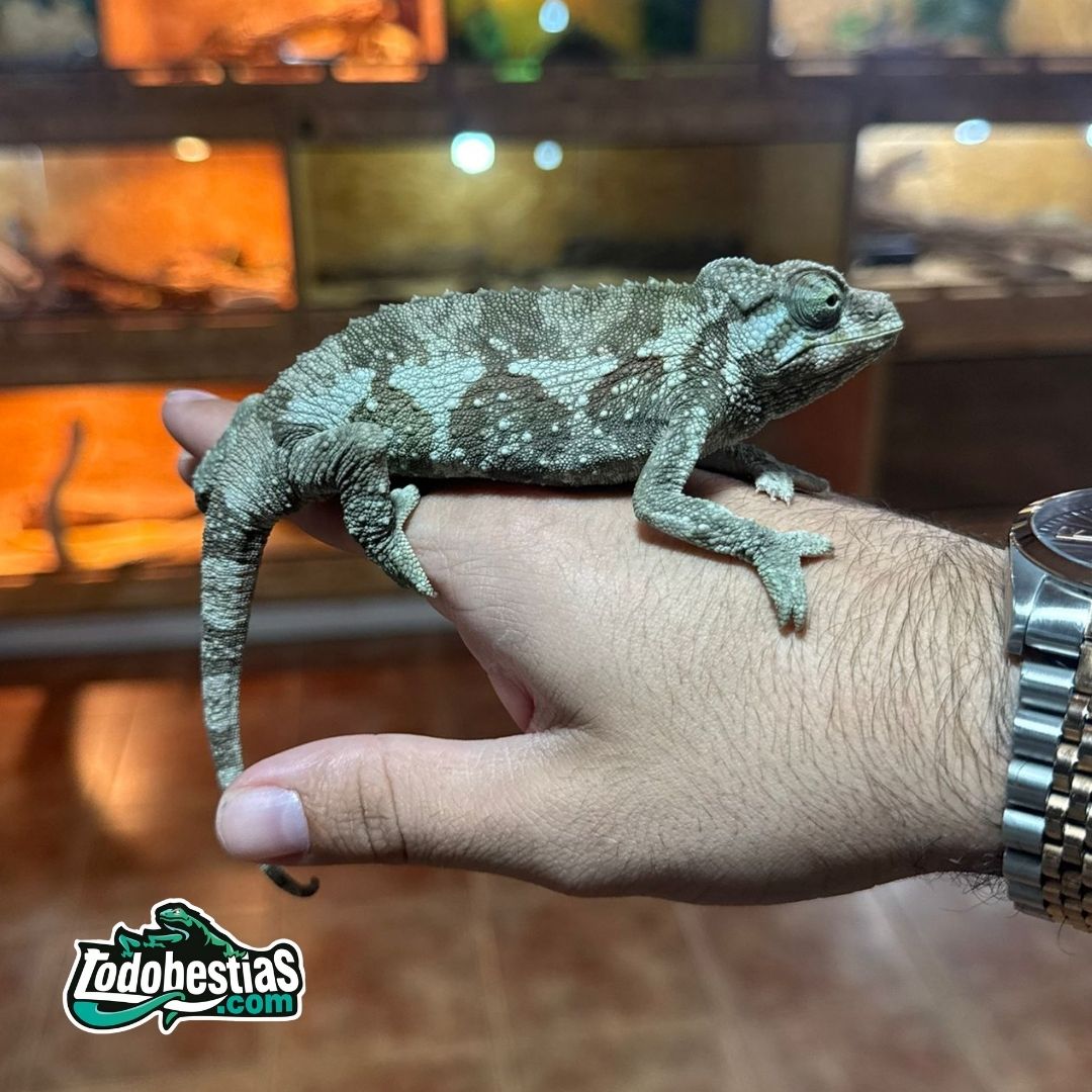 Chamaleo Jacksonii Xhantholopus
