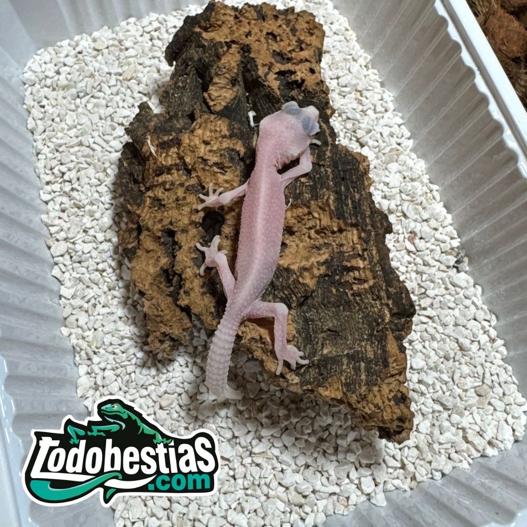 Eublepharis macularis diablo blanco (Hembra)