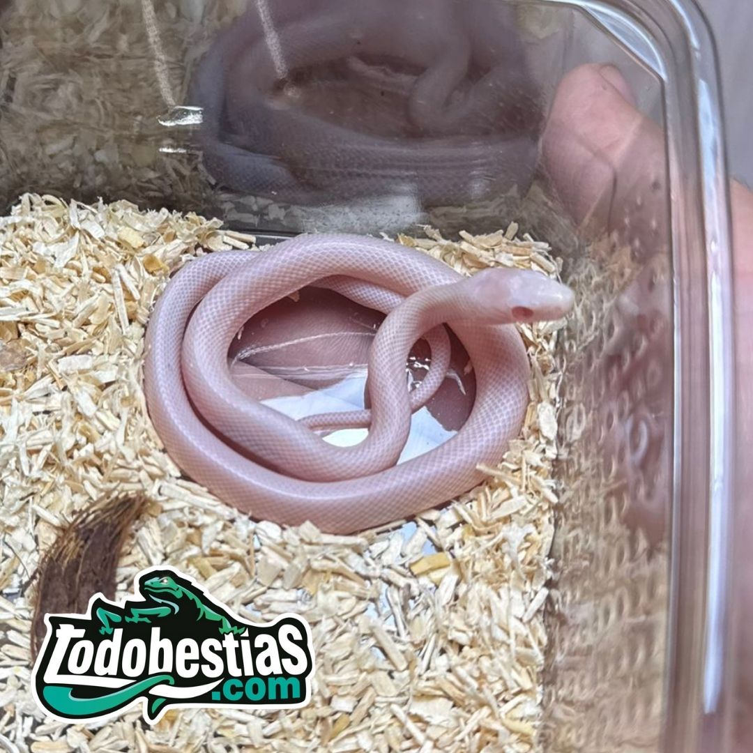Phanterophis Guttata Blizzard Motley