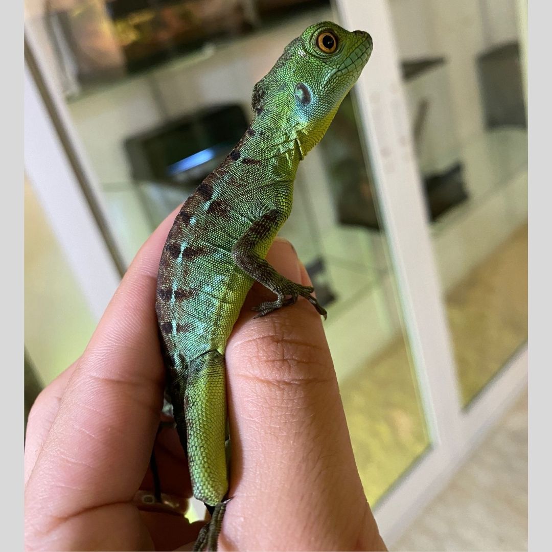 Basiliscus plumiforms