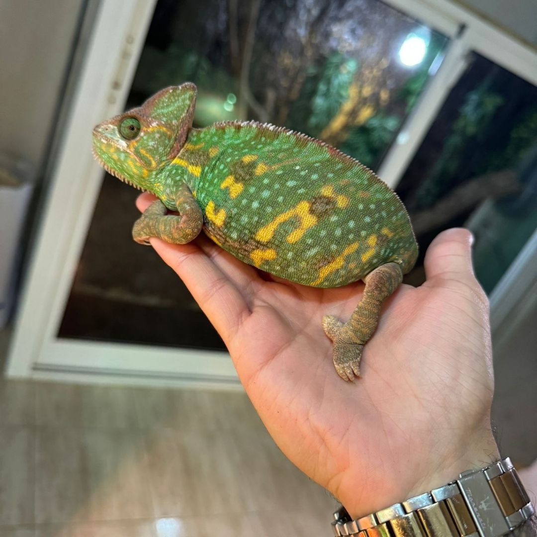 Chamaleo Calyptratus grandes