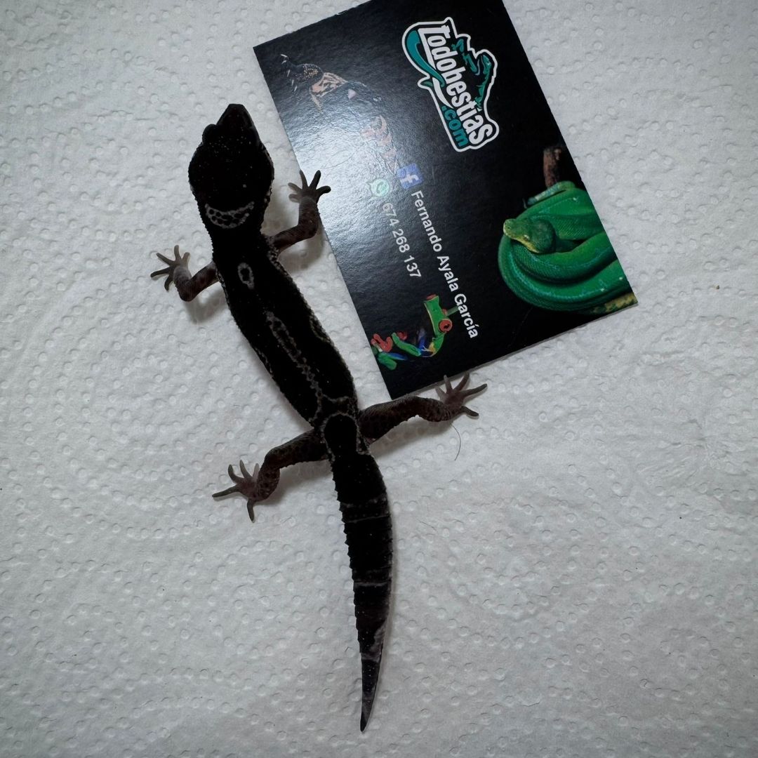 Eublepharis Macularis Black Night juveniles