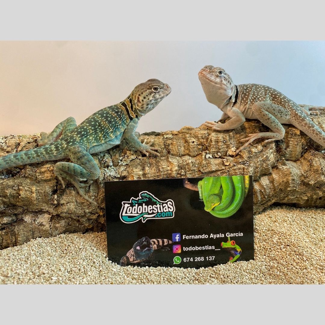 Crotaphytus collaris wichita mountain medianos