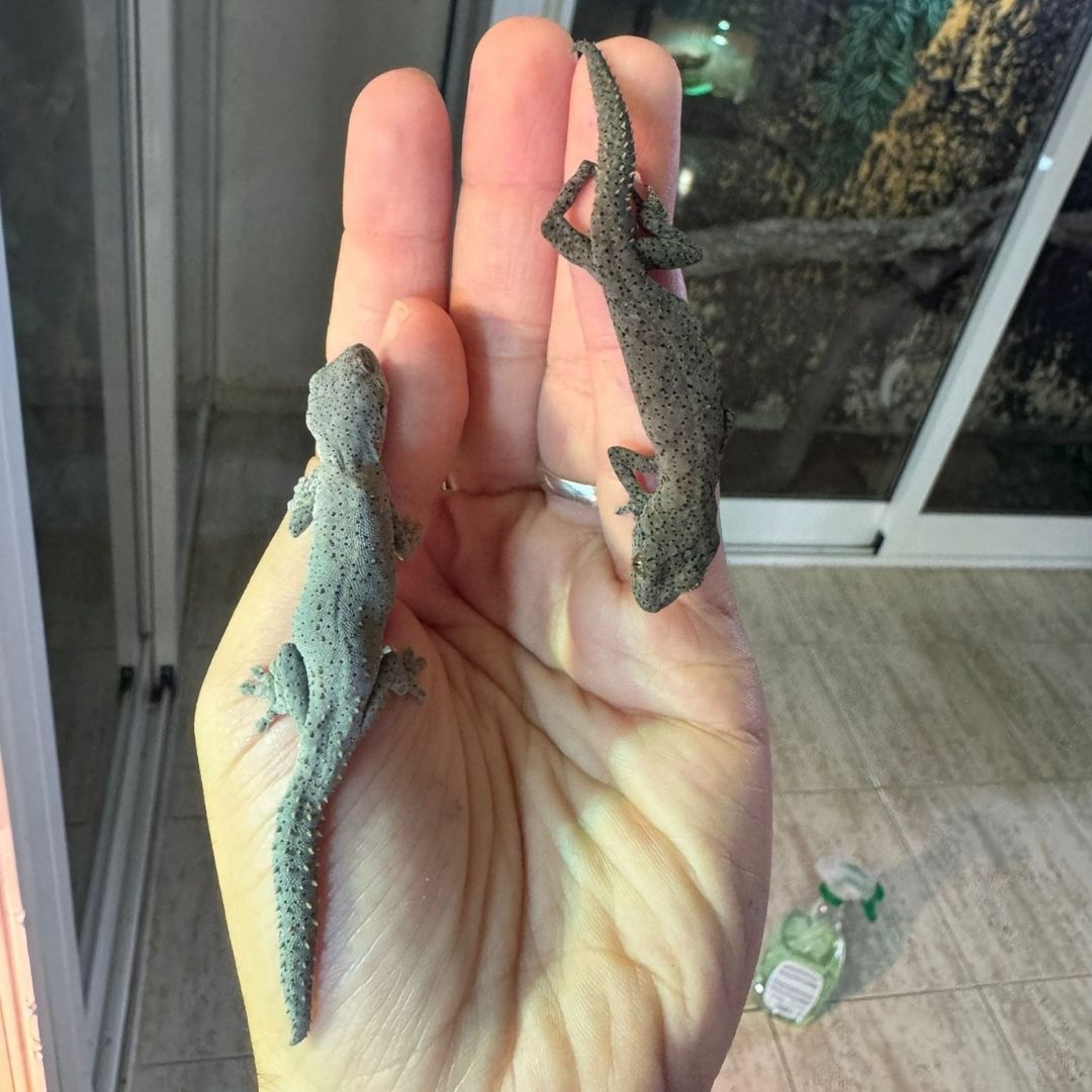 Strophorus Williamsi