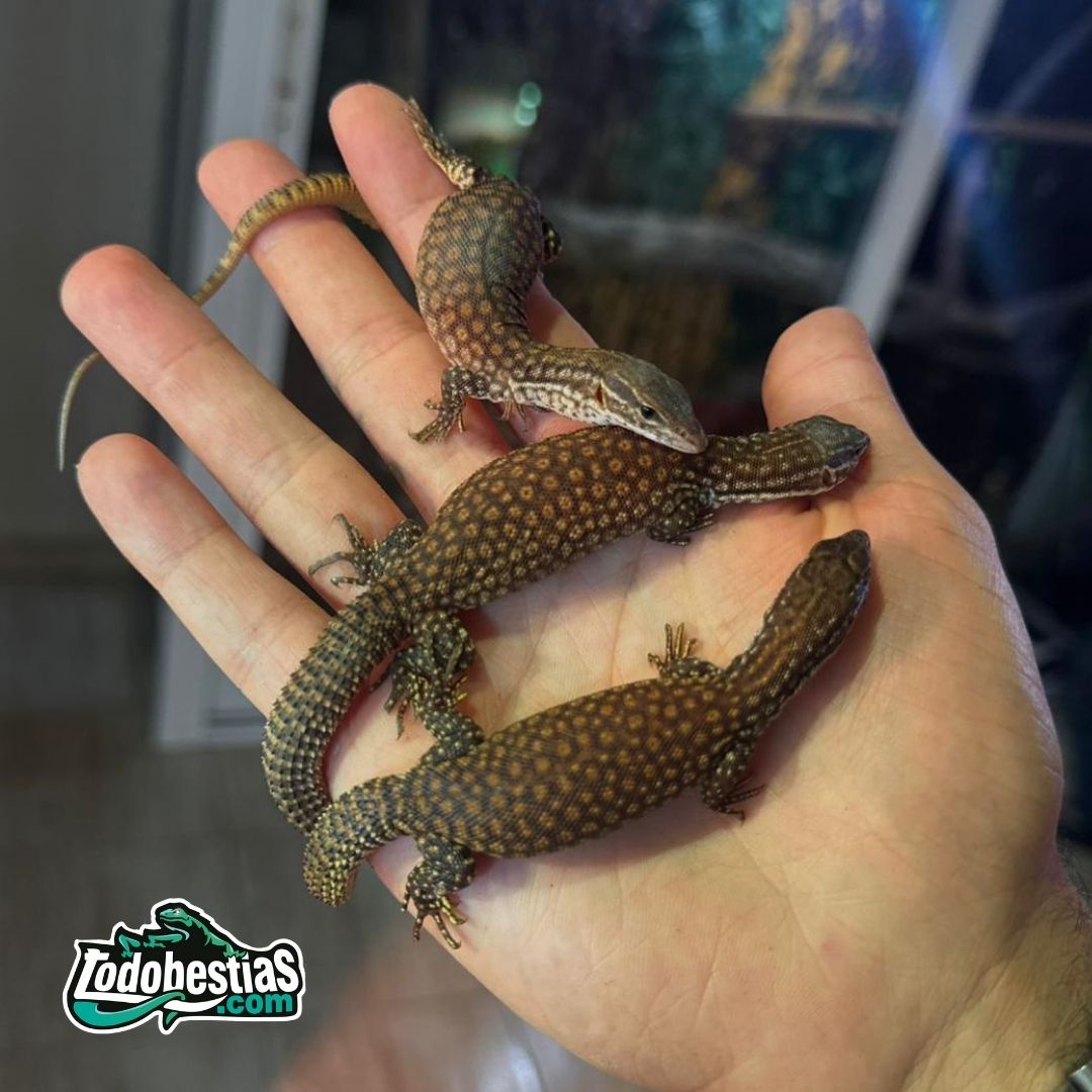 Varanos Acanthurus Red Ackie - Imagen 2