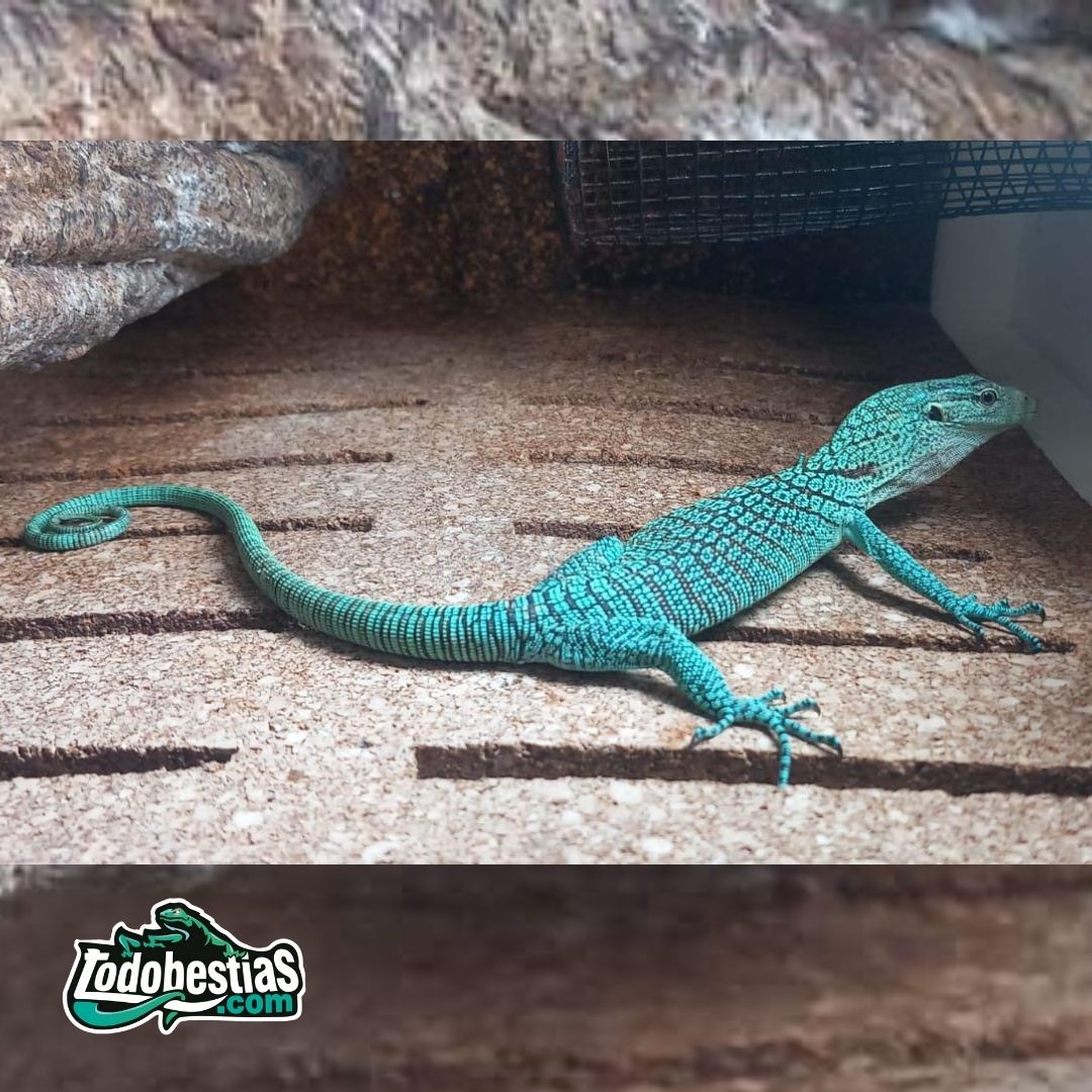 Varanus Prasinus Merauke