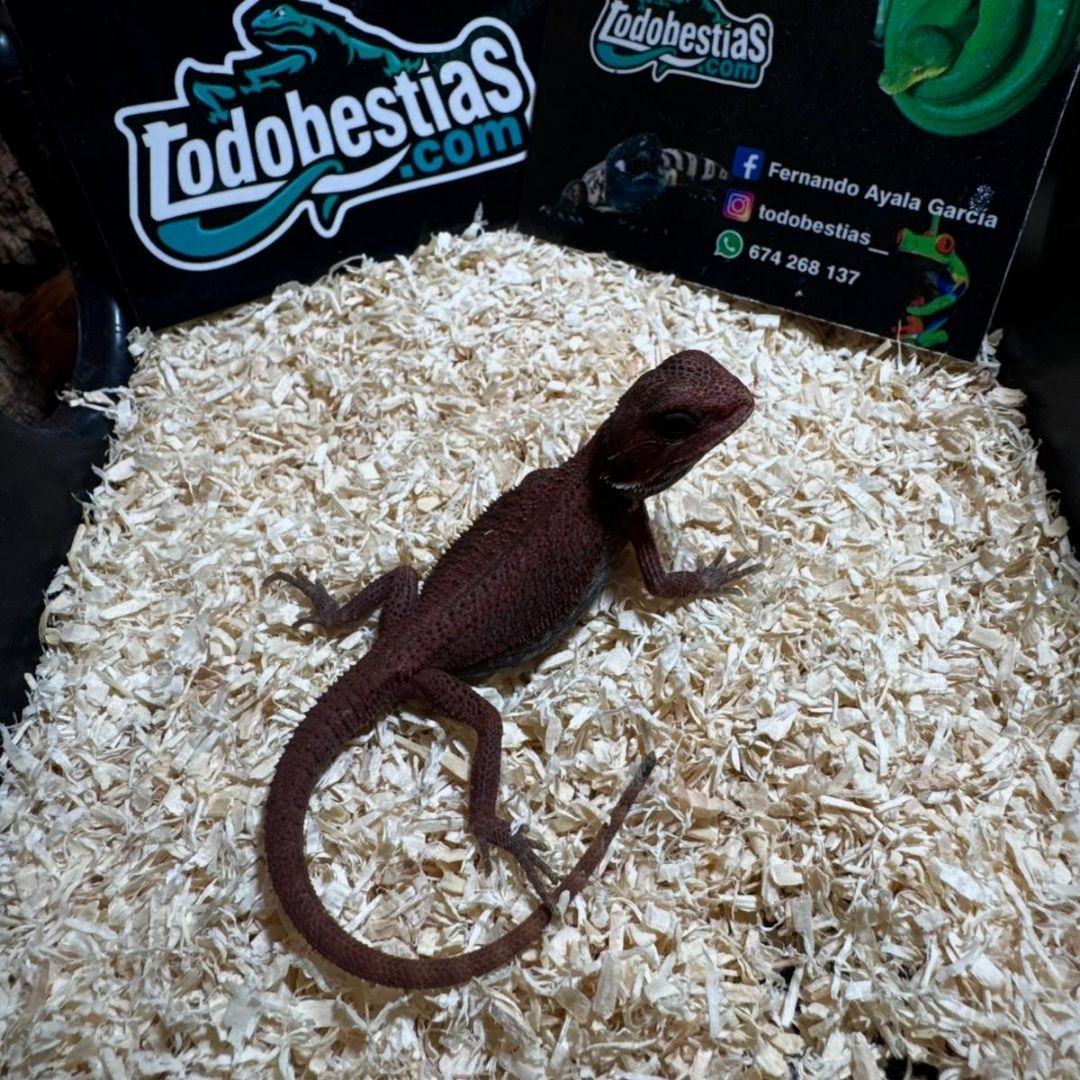 Pogonas Vitticeps 50% Red Monster