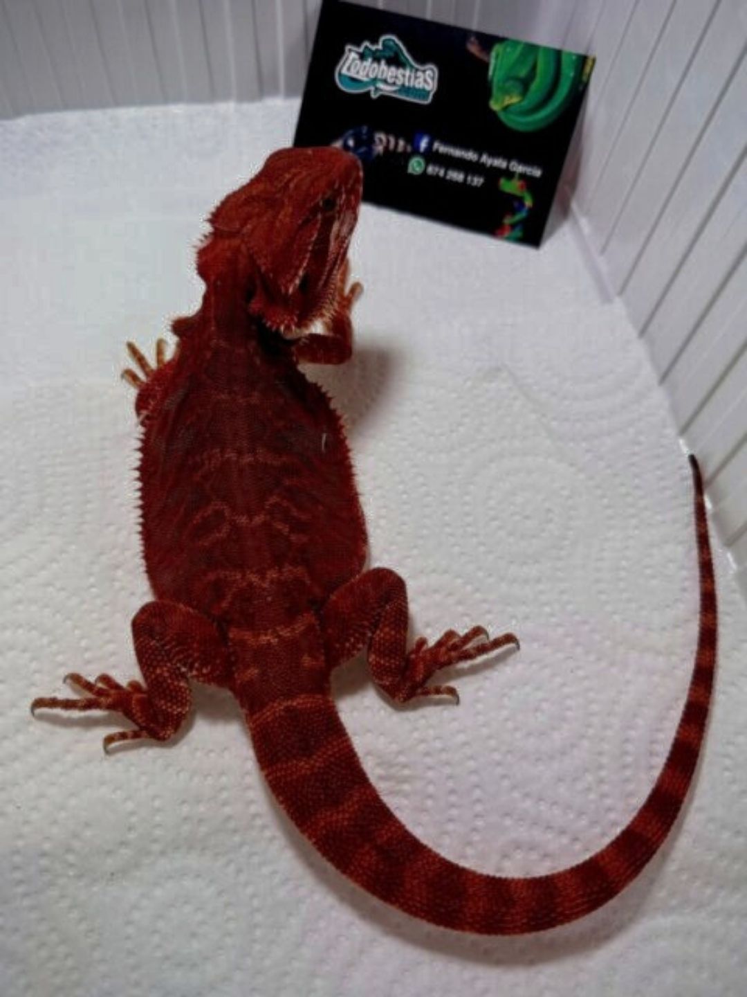 Pogonas vitticeps Red Hypo Het trans subadulto