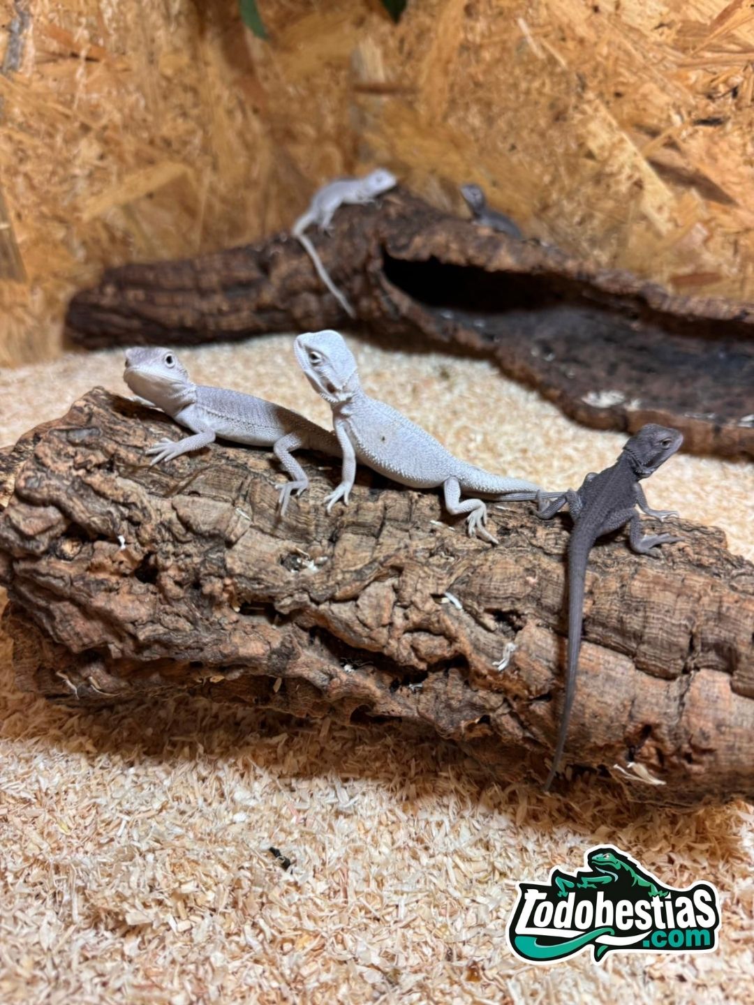 Pogonas vitticeps Zero Snow babys