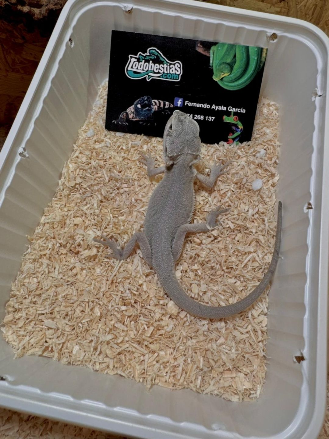 Pogonas vitticeps Zero Snow babys - Imagen 4