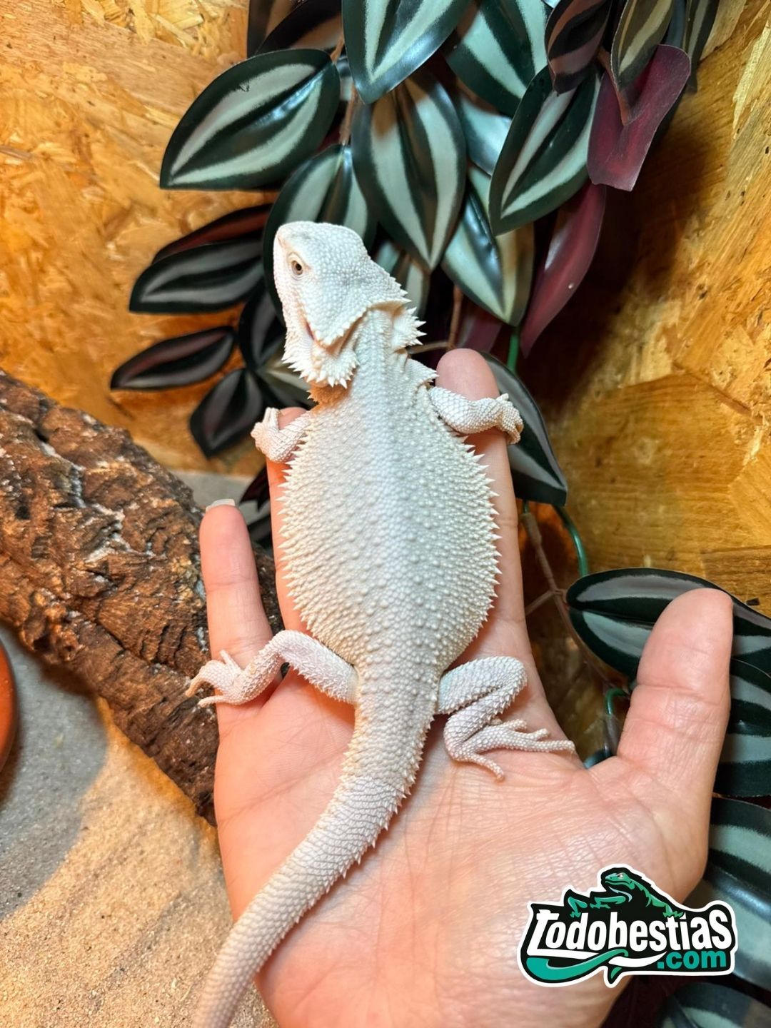 Pogonas vitticeps Zero Snow babys - Imagen 3