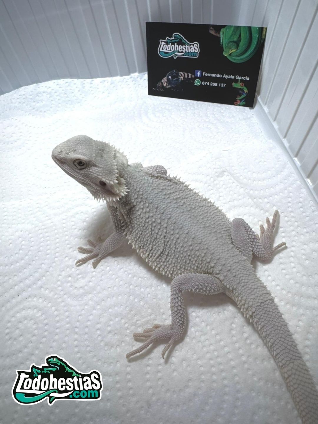 Pogonas vitticeps Zero Snow babys - Imagen 5