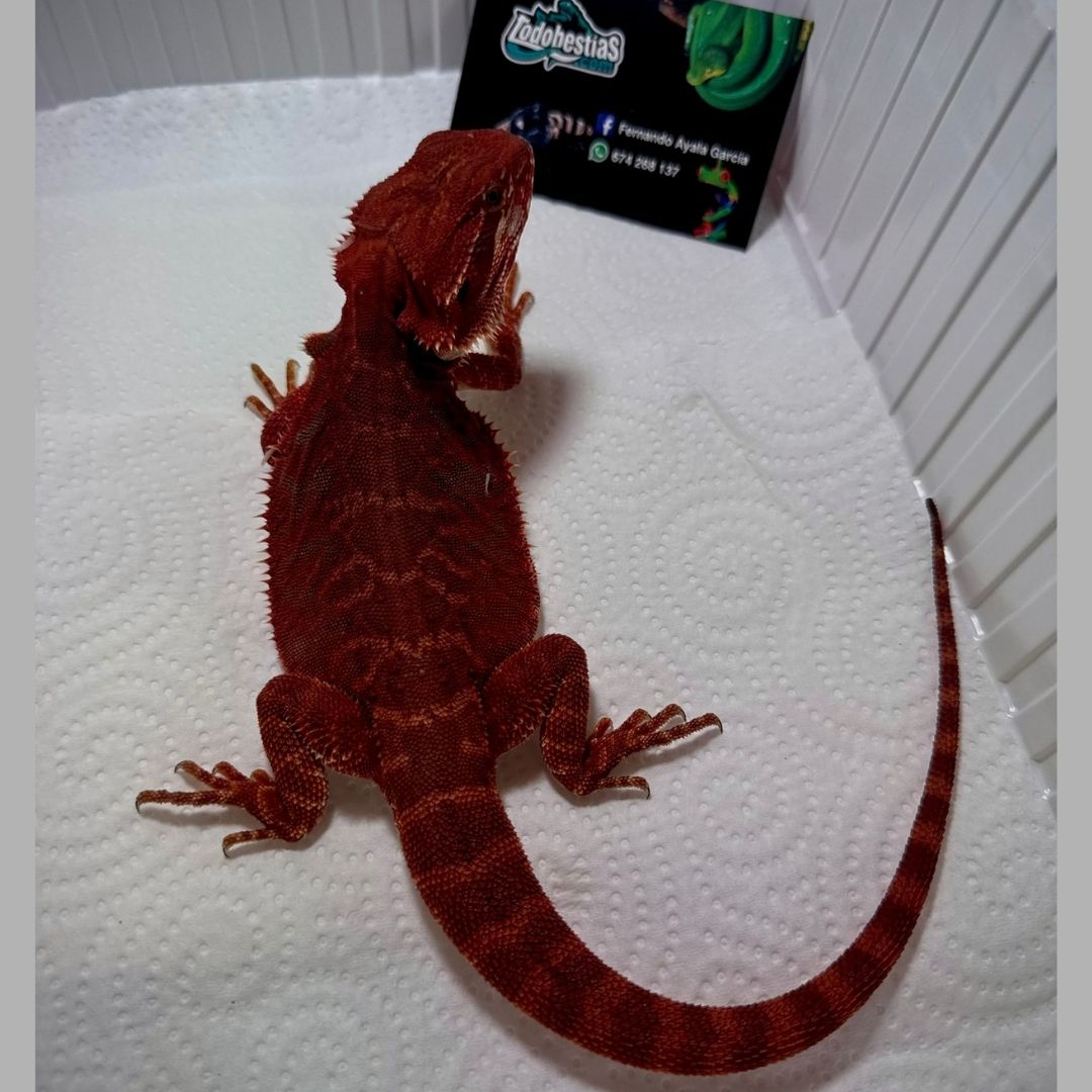 Pogonas vitticeps Red Hypo Het trans subadulto