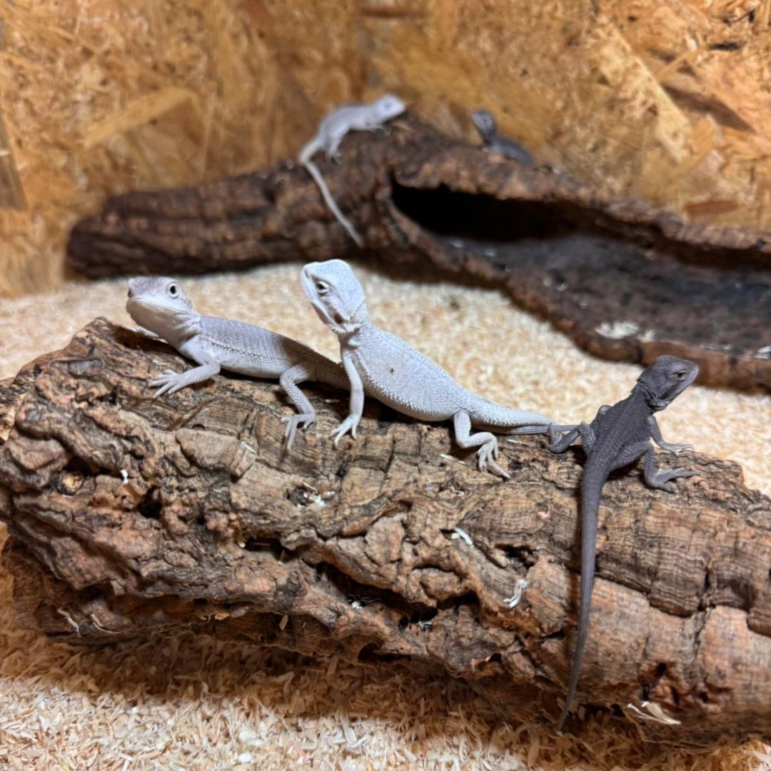 Pogonas vitticeps Zero Snow babys