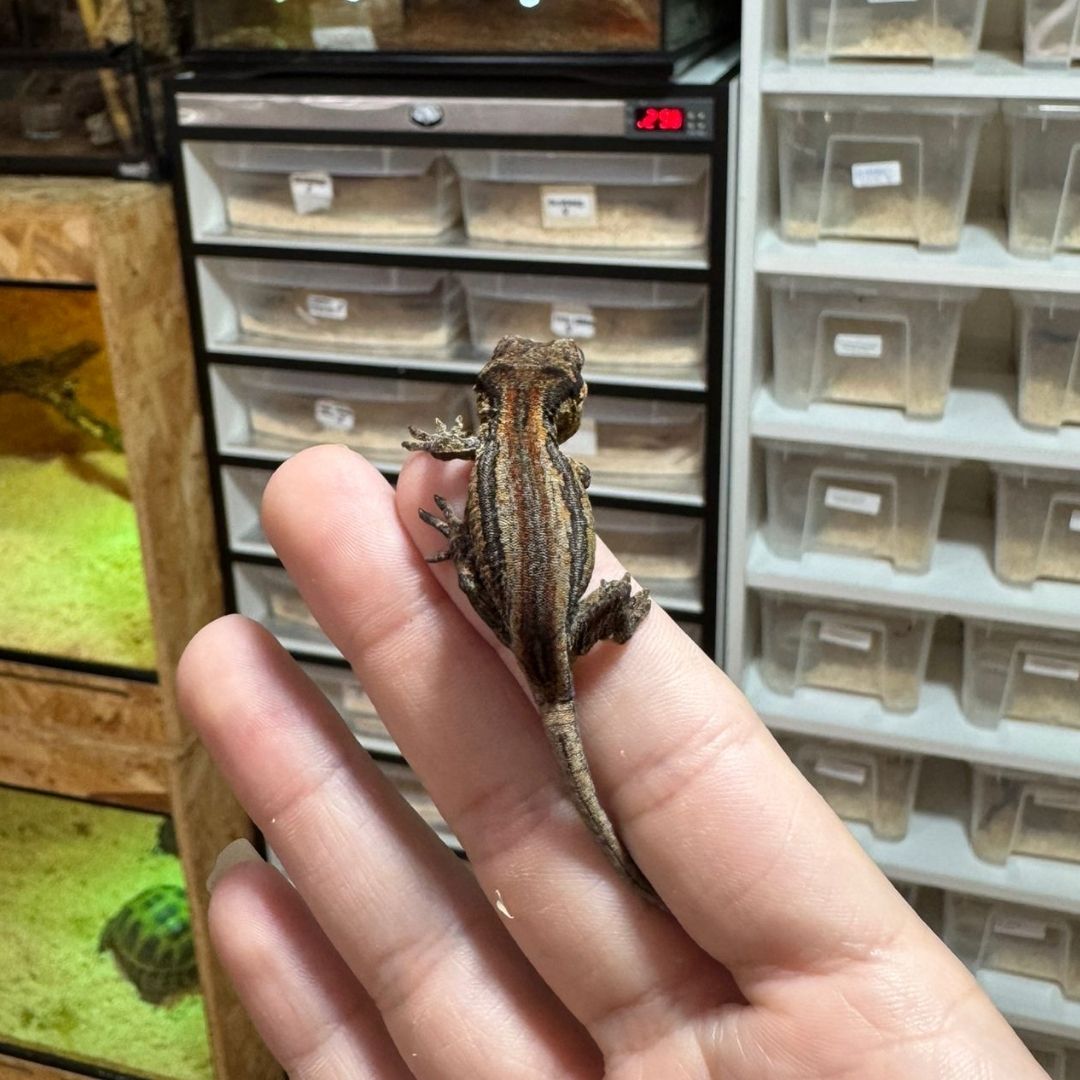 Rhacodactylus Auriculatus babys