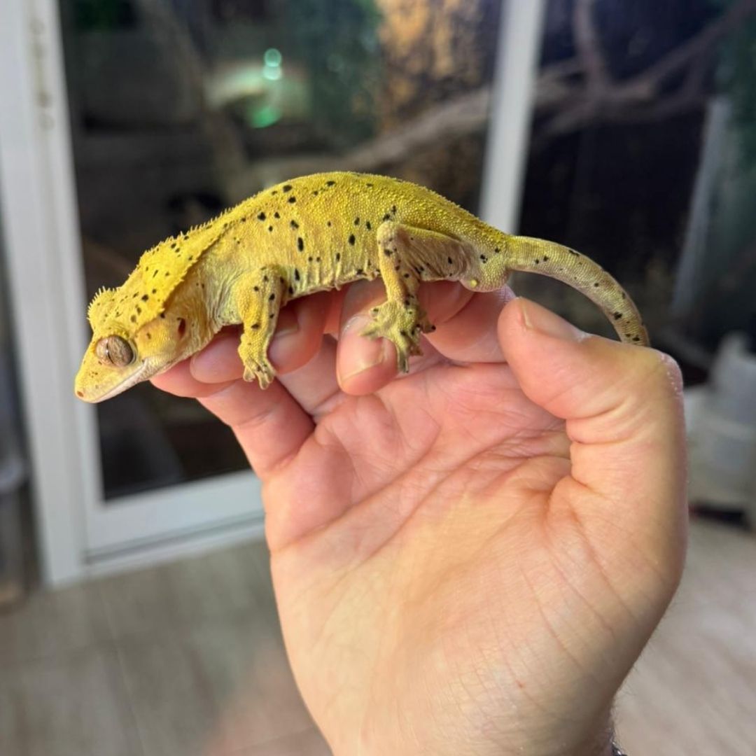 Correlophus ciliatus adultos Superdalmatian