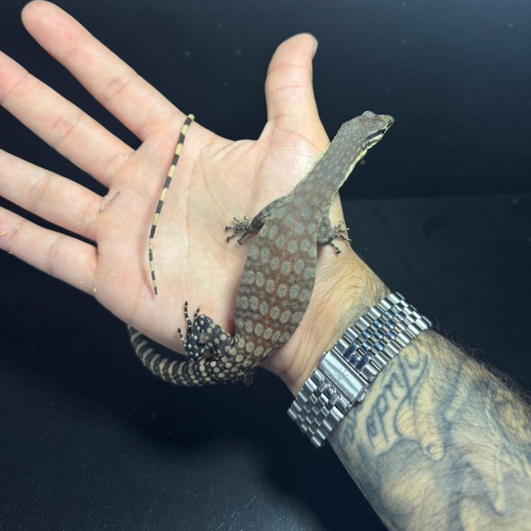 Varanus Glauerti - Imagen 3