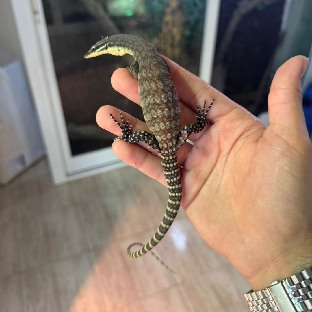 Varanus Glauerti - Imagen 4