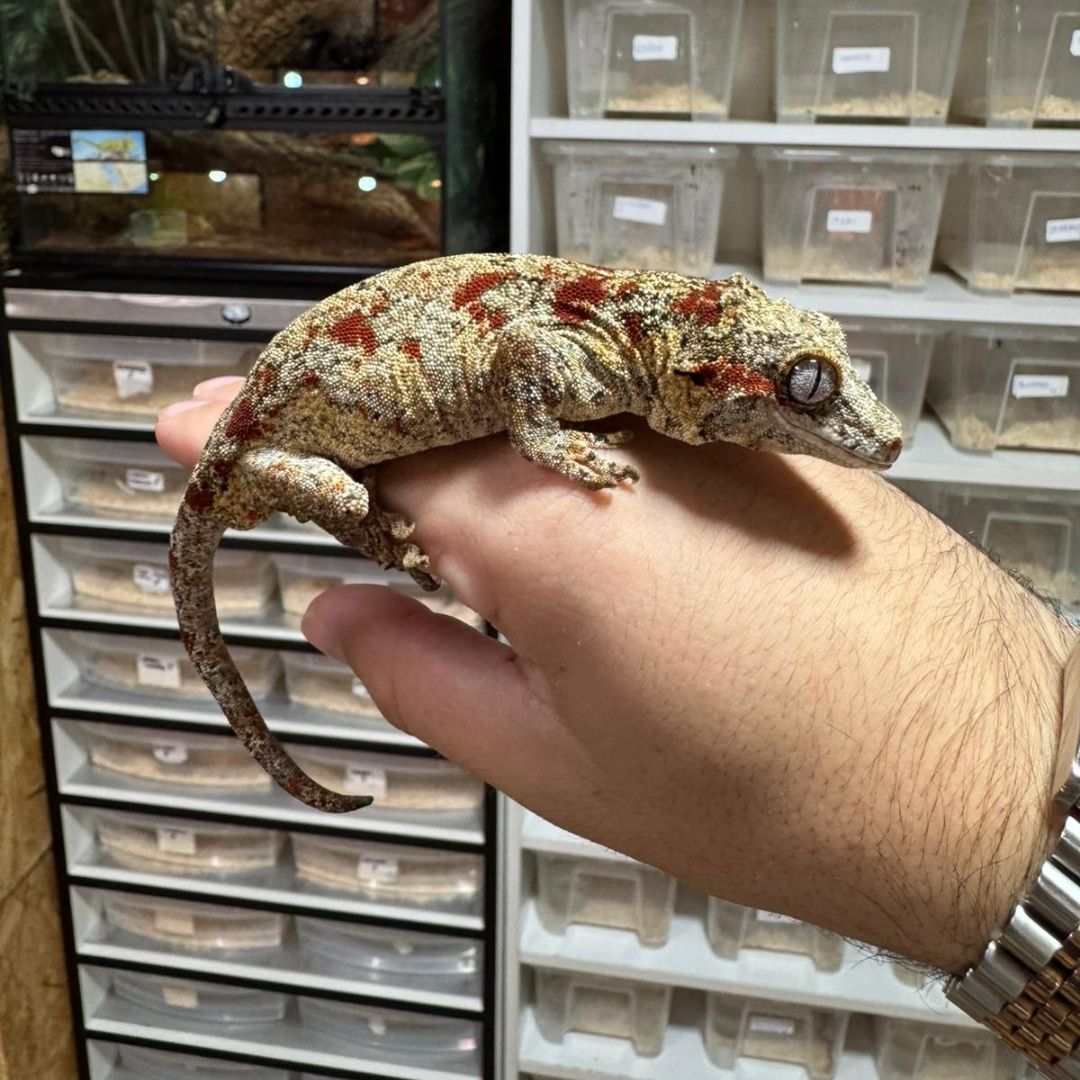 Rhacodactylus Auriculatus adultos red blotched