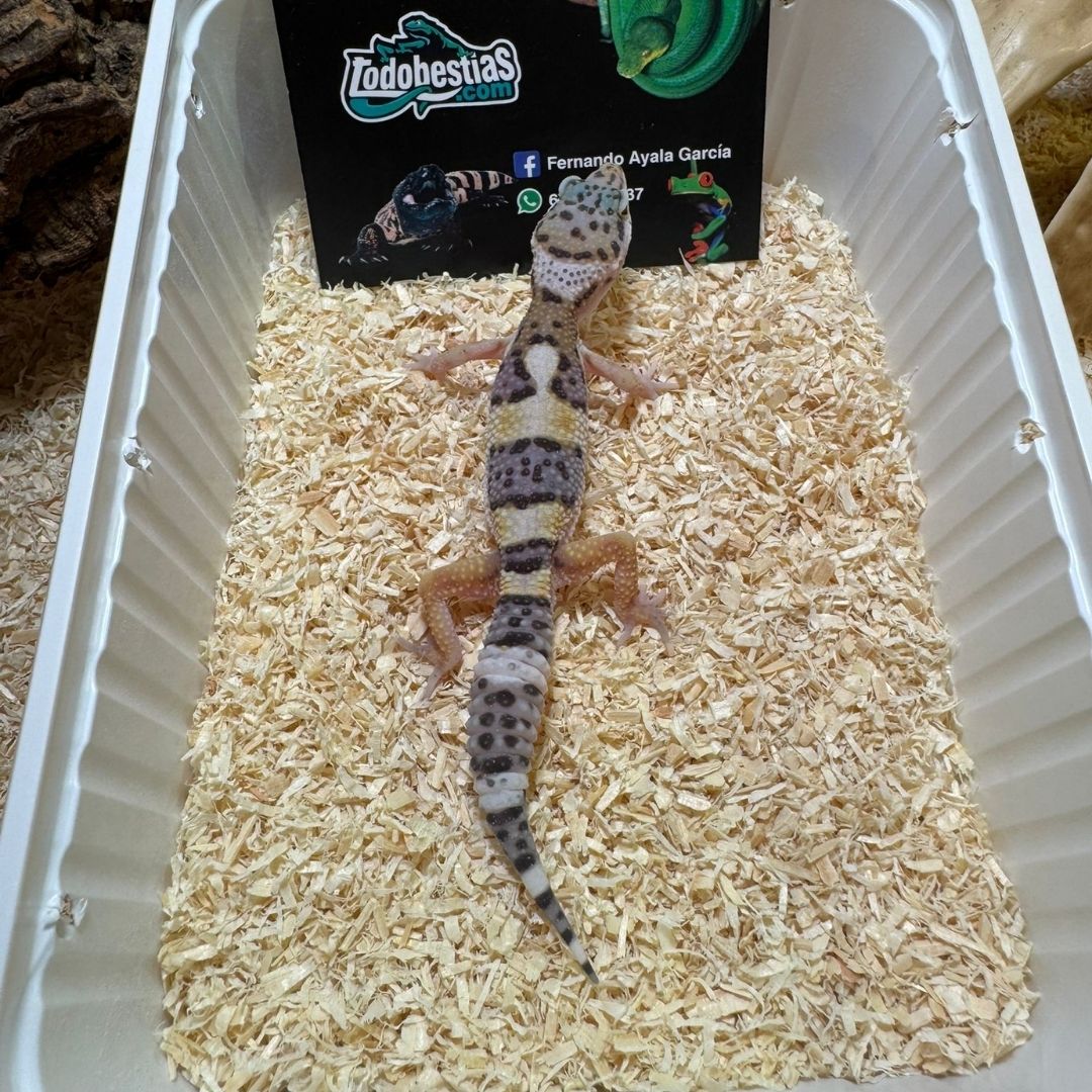 Eublepharis macularis Medianos